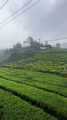 Vibes ciwidey ketika hujan emang bikin candu✨🍃 #rancabaliciwidey #ciwideybandung #hujanvibes 