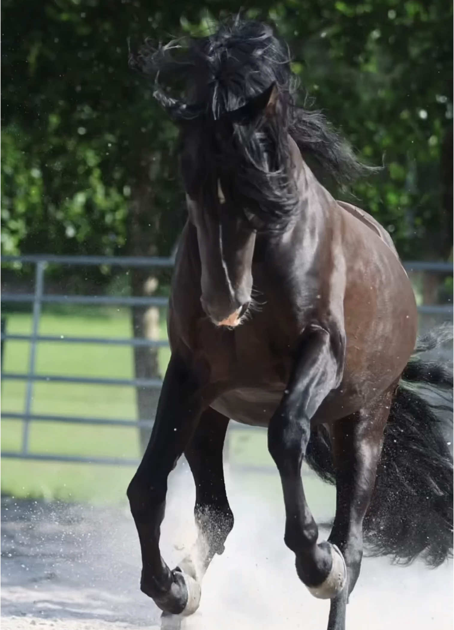 Jacobo ✨ Eins der liebsten Pferde die ich vor der Kamera habe! 😍  Der schöne PRE Hengst gehört der lieben Beatrix Gienger, welche einen wunderschönen Hof in Bayern mit vielen Angeboten rund ums Pferd (von Problempferden bis zur Jungpferdeausbildung) hat. 🥰 #pferdefotografie #horse #pferd #horsesofinstagram #pferdeliebe #horsephotography #equestrian #pferdemädchen #pferde #instahorse #horses #pony #photography #equinephotography #equine #dressage #horselove #fotografie #equestrianlife #spanishhorse #pferdeshooting #photooftheday #pferdeschoenheiten #tierfotografie #herzenspferd #pferdeschönheiten #Love #purarazaespañola #lusitano #lusitanohorse #pferdevideo #caballo #cheval #chevaux #galopp #galoppieren #zirzensik #fy #foryou #fyp #freiarbeit #freiheitsdressur #libertydressage #ostwind #galopp #galoppieren #pferdevideo #horsevideo #deckhengst #purarazaespañola #hengst #videograf