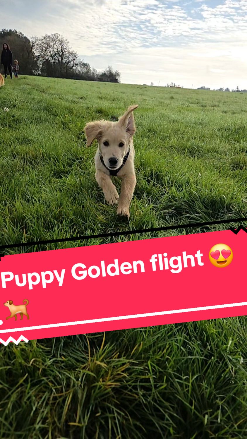 Watch Bob running in slow motion through the open fields, pure joy and freedom! 🌾✨ There’s nothing like a Golden Retriever embracing life at full speed. Share this moment with Bob and feel the happiness he brings! 🐾 #BobTheRetriever #GoldenRetriever #DogInTheField #SlowMotionPup #RunningFree #DogJoy #HappyDog #GoldenMoments #PuppyPlaytime #DogInNature #SundayVibes #DogsOfInstagram #Petstagram #InstaPuppy #FieldDayWithBob #DogLife #GoldenRetrieverLove #PuppyRun #OutdoorDog #LifeWithPets #AdventurePup #GoldenRetrieverLovers #PuppySmile #SunshineAndPaws #NatureLover #PetVideos #PuppyHappiness #BobTheExplorer #InstaDog #DogFun #PetParentLife #HappyGolden #FeelGoodVideo