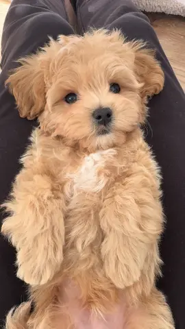 Such a cute little puppy😇🐾💙🐾  #puppy #puppylove #mlapets #puppylife #puppies #dogs #doglover #cute #cutedogs #cutepuppy #cutepuppies #adorable #trendingreels #dogvideos #fluffy #fluffydog #maltipoo #apricotmaltipoo #creatorsearchinsights 