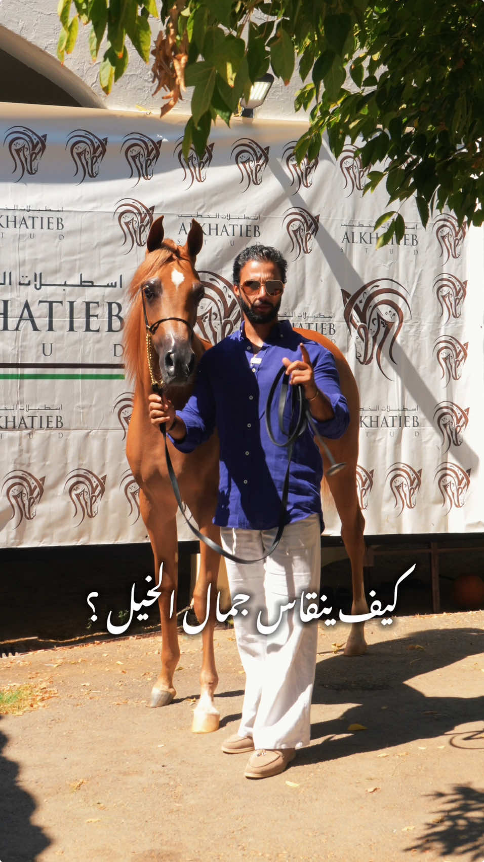 كيف يقاس جمال الخيل العربي؟