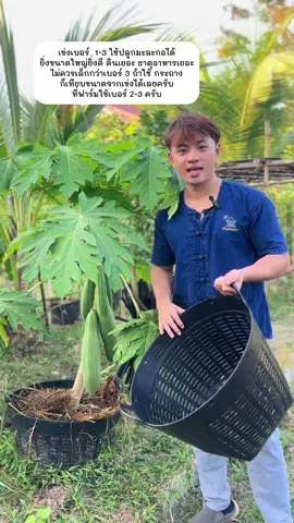 ปลูกมะละกอในกระถางหรือเข่งใช้เบอร์ 1-3 #ฟาร์มความสุข #ปลูกผักในเข่ง #ปลูกมะละกอ #มะละกอต้นเตี้ย #มะละกอแก้วกลางดง #มะละกอฮอลแลนด์ 