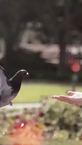 #حزين من الشتاء # يا طير 🦅