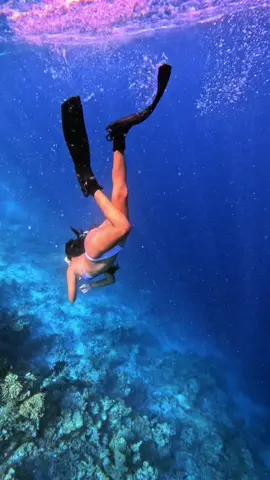 #ocean #maldives #fyp #life #sea #freediving #diving #scuba #marinescience #maldive #lovewater #lovesea #sharks #turtles #fishtank 