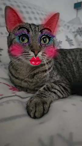 #cats #katerinkăcubudincă #แมวเหมียว #inlove #katzenvideos #musica #catsoftiktok #catsoftiktok #catlover #katze ##CapCut #humor #withouttellingme #kater #dojacat #bebygirl #catsoftiktok #dog @CatĐángYêu❀ @Catmiata @William Last KRM @Барик @Cat Sonya 