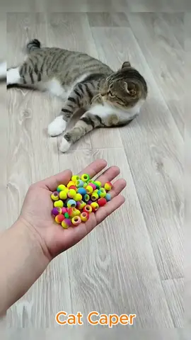 Cat Barsik ⭕🌈🔴 Satisfying Reverse Video ASMR