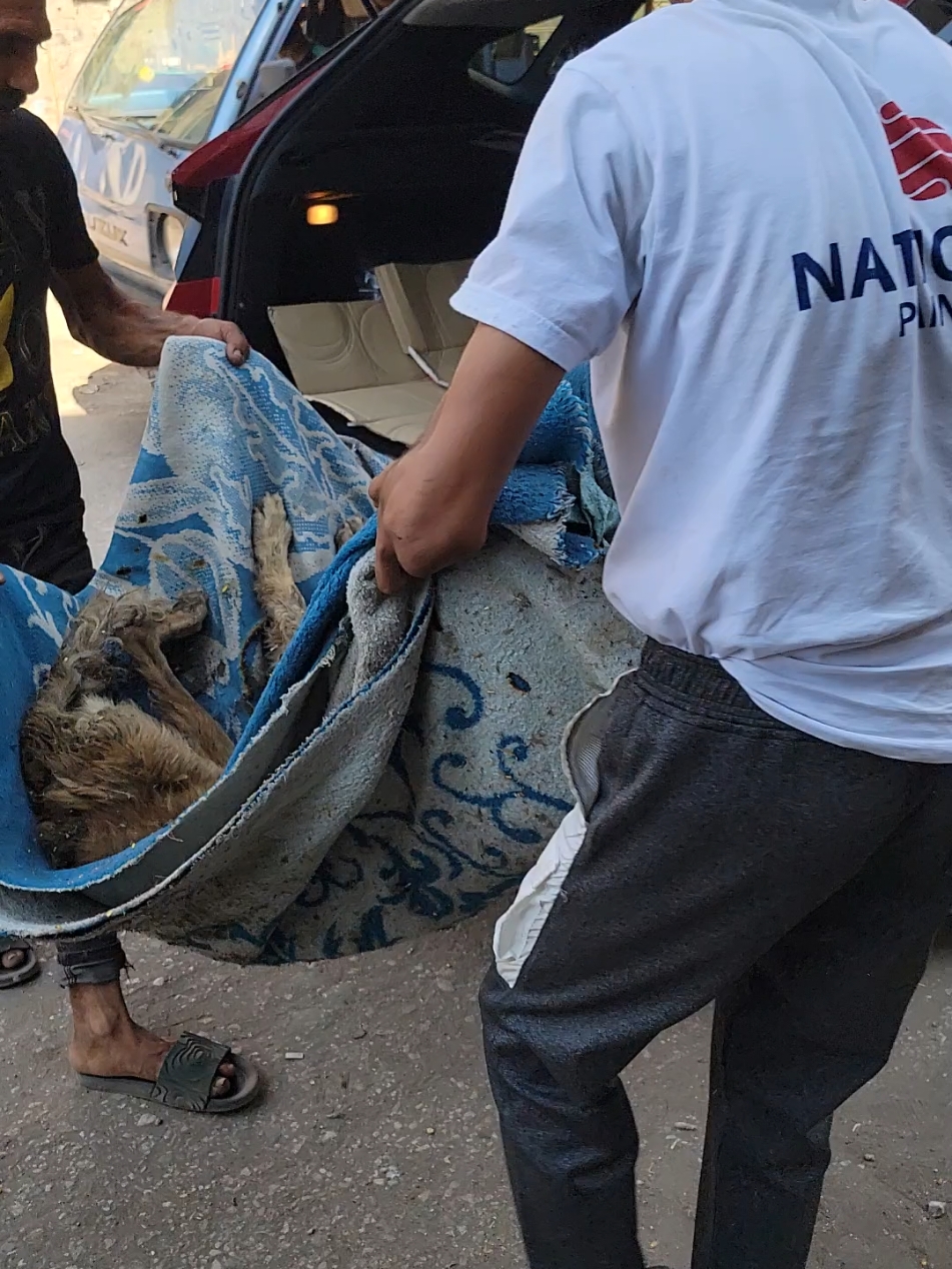 #لحياة_أفضل_للحيوانات #انقاذ_قط_صغير #قصص_الانقاذ_المدهشة #انقاذ_حيوان #الرفق_بالحيوان #rescuedandloved 