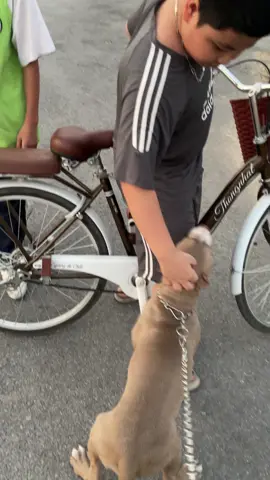 Pitbull siêu thân thiện nha mọi người #pets #yêuđộngvật #thúcưng #chó_cưng #pitbull 