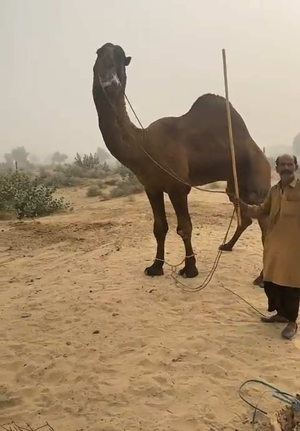 ماشاءالله
