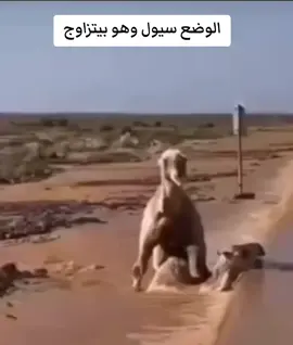 #سيول #زوجي #جمل #ضحك_وناسة #ضحك #مقالب_مضحكه #الشعب_الصيني_ماله_حل😂😂 