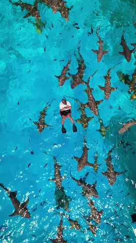 أهداء وحوش البحر 🦈 • ‎‏#youtube #shark #sharks #ocean #maldives #diving #snorkel #swim #landscape #boat #fish #سحس #s7s 