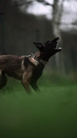Talk shit, get bit 🥰 Tag someone with a pretty dog! #malinois#belgianmalinois#belgianshepherd#puppy#dog#barking@