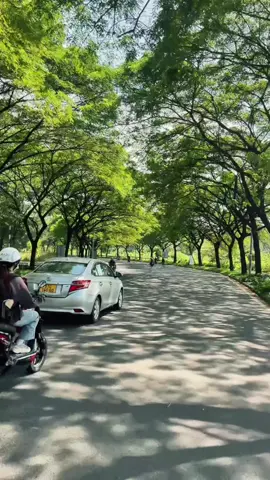 Có một Đà Lạt trong lòng Sài Gòn 🍃🍃 📍Một trong những cung đường bên trong Làng Đại Học Thủ Đức, Tp.hcm #chill #cungduongdep #langdaihocthuduc #langdaihoctphcm