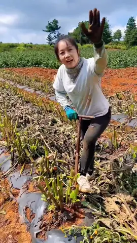OMG😱🥰😂🔥✨#top #happy #fyp #asmr #foryou #fruit #threefarmers #yummy #smile #fresh 