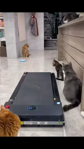 #tik_tok #catsoftiktok #sport #humor #goviral #comedia #viral_video #funnycat #cutecat #dúo #katze #fürdich #friends #stitch #vairal #funnyy #funnycat 