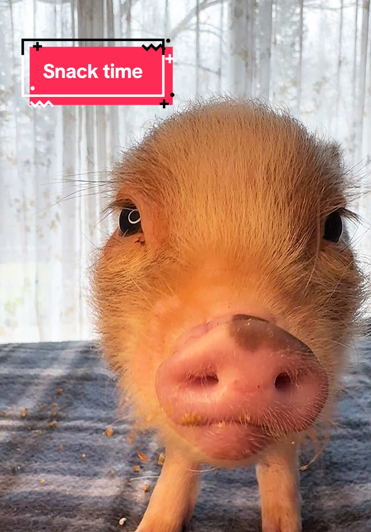 Just a little mid morning snack #minipig #minipigsoftiktok #pigsoftiktok #piglet #pig #asmr #asmrsounds #cuteanimals 