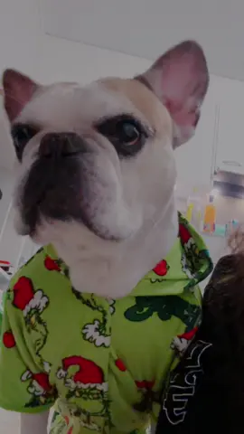 #bulldog #dog #dogsoftiktok #grinch #primark #christmas #treanding #tik_tok #viral_video #videoviral #fyp 