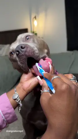 🧼🐾 Dog and Puppy Grooming  #asmr #asmrsounds #satisfying #dog #puppy #doggrooming #dogsoftiktok #relaxing #viral   