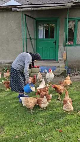 How simple can life be? In the quiet villages of Romania, where time seems to stand still, you’ll often find a scene that feels pulled straight from a forgotten world: an old woman, bent with age but still strong, scattering feed for her chickens. It’s a moment that speaks of a life lived in tune with the land, where traditions and daily rhythms haven’t changed in generations. Romania’s rural heart beats in places like these, where small farms still thrive and self-sufficiency is a way of life. Over 45% of Romania’s population still lives in the countryside, a stark contrast to the urbanization of much of Europe. This rural tradition is one of the last in Europe where people raise livestock, tend their gardens, and keep chickens, just like their grandparents did. It’s a land where the past is very much alive, from the wooden fences to the painted wells. There’s a deep sense of connection here—between people, animals, and the earth. Watching her work, you can’t help but wonder: what stories does she carry from a century of life in this village? What lessons do we lose when the simplicity of rural life fades away? Video by @vladdumitrescu.ro  [Romanian Villages, Farm Life, Rural Romania, Traditional Farming, Self-Sufficiency, Old Women Romania, Local Traditions, Hand-Feeding Chickens, Country Living, Farming Culture, Agricultural Heritage, Traditional Clothing, Wooden Houses, Old Folk Tales, Painted Wells, Small Farms Romania, Carpathian Villages, Bucovina Villages, Maramureș Traditions, Slow Living] #romania #village #rurallife #slowtravel #traditional