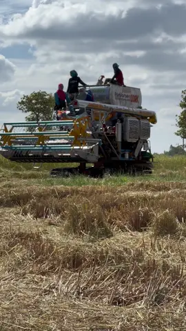 #ปานเจริญการช่าง2025🌾🌾 #นาปีอีสาน🌾 #ฟีด #สุรินทร์หวานมาก❤️‍🔥 