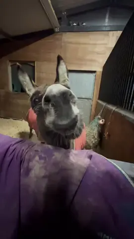 #donkey #shrek #singingdonkey 