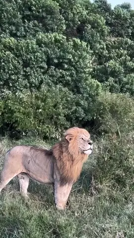 #viralditiktok ##viral_video #plzviral🥺🥺🙏🙏foryoupage #animalsvideo #janglejanwar 