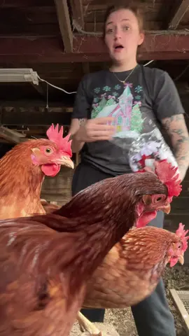 did you know amazon sells christmas chicken hats?????? #crazychickenlady 