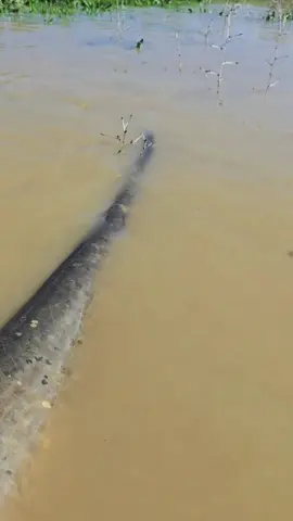 #fishing #pesca #wędkarstwo #siluro #catfish #sum 