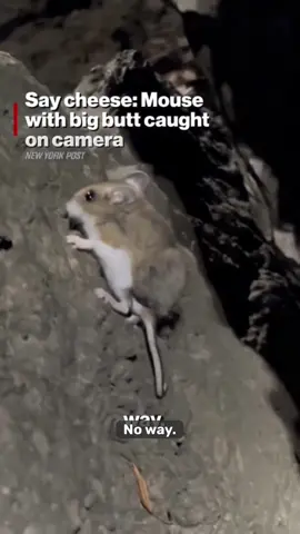 #stitch with  @New York Post | News #comedy