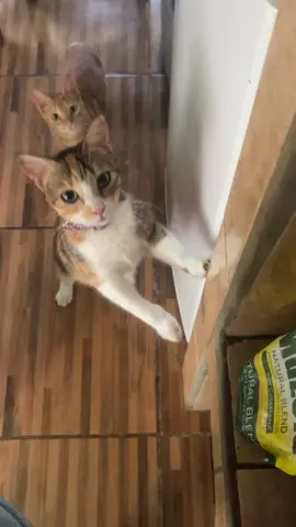 #fyp Mis gatos luego de darles de comer 😹😹😹#catlover #nicaragua🇳🇮 la mas #tiktoker del condado #paratiiiiiiiiiiiiiiiiiiiiiiiiiiiiiii #foryou 