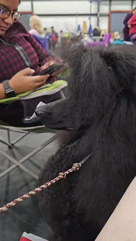 the worst thing that's happened to her ever.  #showdog #dogshow #spoo #poodle #standardpoodle #dogtok #aboose #mistreatment #ukc 