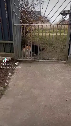Драка с рыжим🐈🐈‍⬛