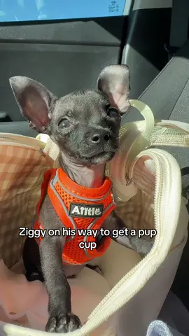 Thank you guys for almost 500k views!! #ziggythechihuahua 
