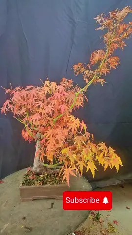 Enjoying a beautiful #fall morning. continuing to defoliate #japanese #maple #fallcolors #fallaesthetic #bonsai #bonsaifamily #acer #defoliation #zen #gardener #gardening #zeninbonsai