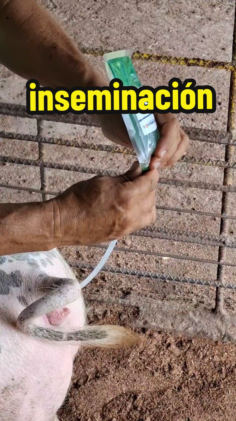 inseminación en cerdas ✅️ #emprendimiento #emprendedor #pigs #LIVEFest2024 #pigs #cerdos 