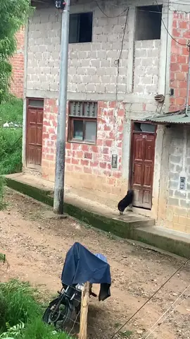 #viral#perrito#lluvia#fyp#fypシ#zyxcba#videoviral 