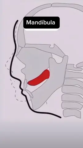 Quer saber mais sobre os produtos e cuidados ideais para transformar sua pele? Corre para os stories e descubra tudo que preparamos para você! . . @tithabeauty #yogafacial #exerciciofacial #tithabeauty #rejuvenescimentofacial #massagemfacial