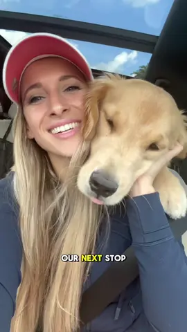 Mav deserves the world and more 🥹❤️ #dogsoftiktok #dogsoftiktokviral #goldenretriever #goldenpuppy #puppy #dog #dogs 