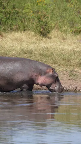Emerging from the shimmering waters, this hippo is ready to soak up the sun! 🌊☀️ Fun fact: Despite their massive size, hippos can run up to 19 miles per hour on land! Watch out world, here comes a mighty creature!  #sonyalpha #sony #wild #wildlife #hippo 