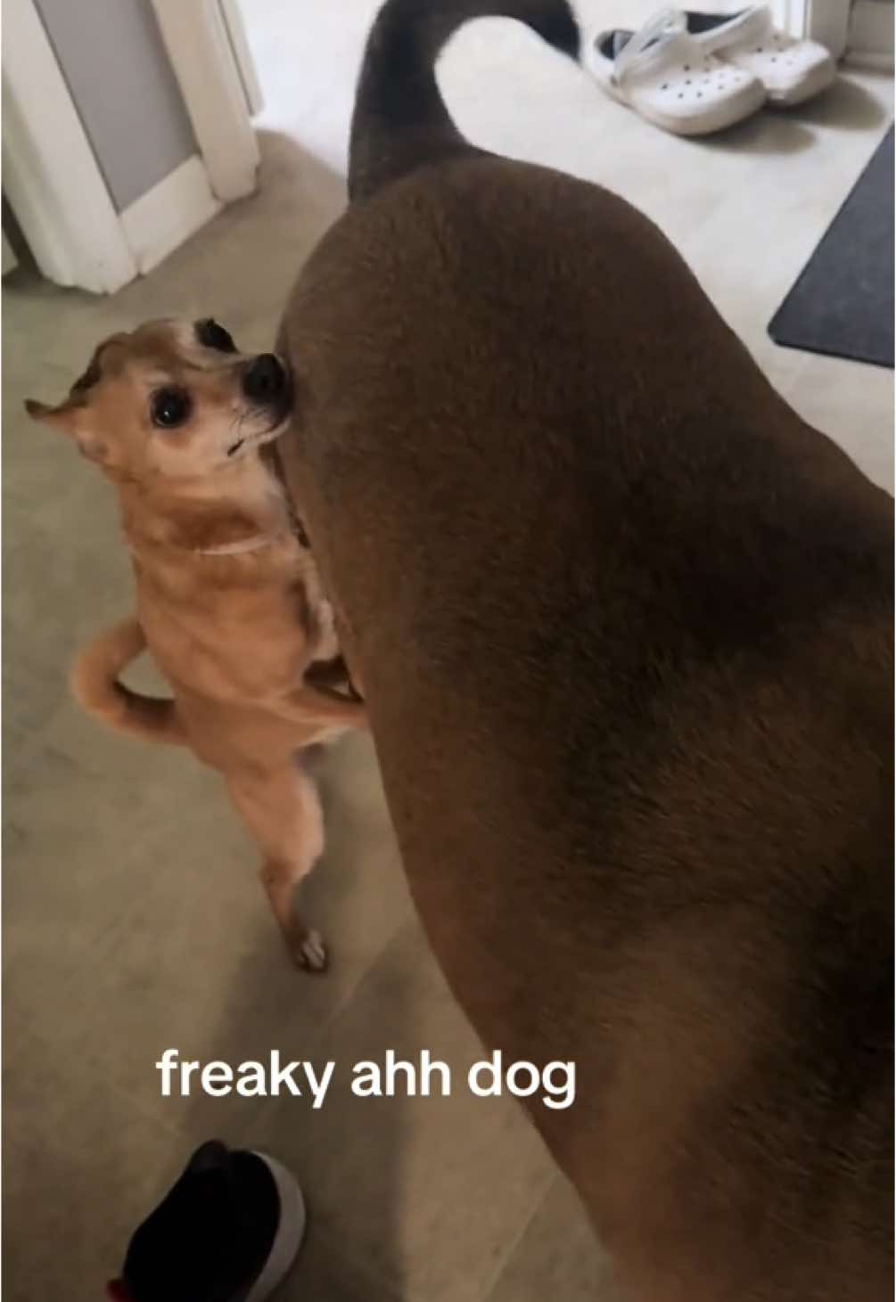 freaky ahh dog 🐕