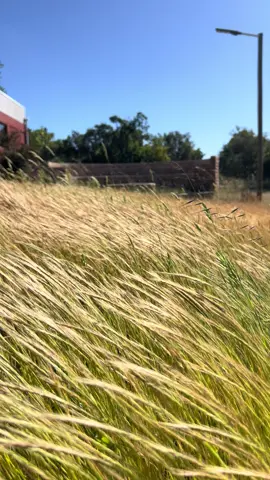 El viento toca su propia música  #asmr #asmrsounds #wind #fyp #parati 