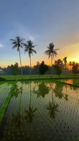 keindahan Sunrise di pagi yang cerah, bikin hati tenang #sunrise #pagicerah #ketenangan #sun #fyp #trend #tiktok #zyxbca #beranda #keindahanalam #keindahan 