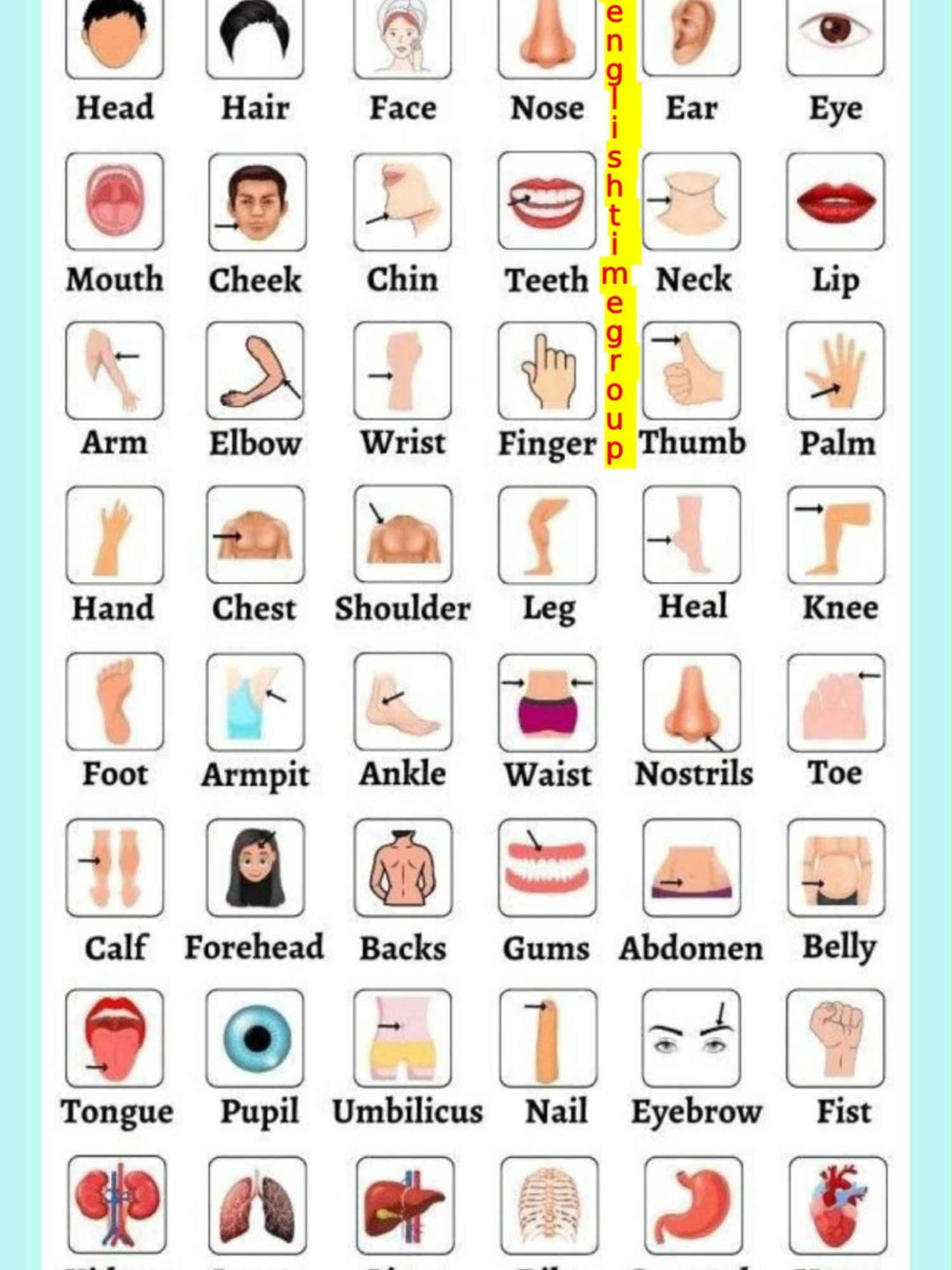 Parts of the Body in English #الإنجليزية_بسهولة #دروس_إنجليزية #إنجليزي_للمبتدئين #تعلم_الإنجليزية #تعليم_اللغة_الإنجليزية #تعلم_الإنجليزية_بسرعة #AprenderInglés #InglésFácil #InglésParaPrincipiantes #ClasesDeInglés #InglésRápido #EnglishForBeginners #SpeakEnglish #EnglishVocabulary #EnglishLesson #EnglishPractice #englishgrammar #DailyEnglish #EnglishLearning #EnglishPhraseOfTheDay #english #englishtimegroup