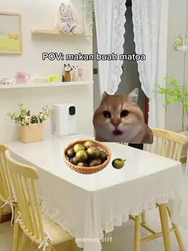 berbagai macam rasa buah ada #meme #kucing #memekucing #buahmatoa #matoa #fyp 