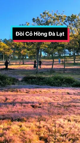 Mùa Cỏ Hồng Đã Đến, Cùng Mình Lên Lịch Checkin Đồi Cỏ Hồng Nhé !!!#anhtaixedalat #checkindalat #rewiewdalat #dalat#doicohongdalat  #doicohong #cohong #chill #trendingvideo#thodandalad #thofCut 