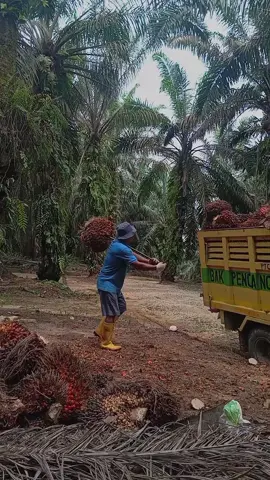 info pangkasan bossku#foryoupage #fyp #sawitontiktok 