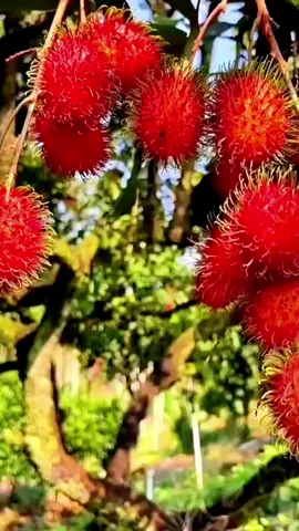 Pupuk perangsang bunga dan buah rambutan. POC Booster Rambutan Fresh Natur! #pupukrambutan #pupukbuahrambutan #pelebatrambutan #pupukorganik #pupukorganikcair #pupuk #rambutan #buahrambutan #pupukbuah #pupukpelebatbuah
