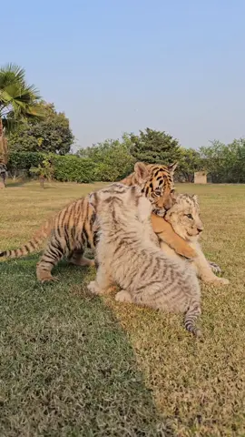 Beautiful Four Cubs | Azan Butt Tiger #Cute #bigcat #animals #tigers 