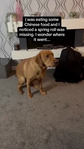 As this dog’s lawyer, I can confirm his innocence 🤣 #RoadTo16Million #Pubity  (Via: Collab)