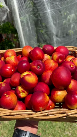 Nectarine harvest ❤️ #gardening #gardentok #harvest #garden #gardentotable #harvesttime #foryou #gardentoplate #gardening101 #veggiegarden #growyourownfood #summergarden #gardener #vegetablegarden #fruit #fruittree #gardenproject #gardentok #gardeningtips #gardendesign 